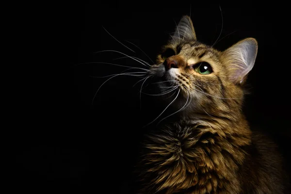 Cute tabby cat — Stock Photo, Image