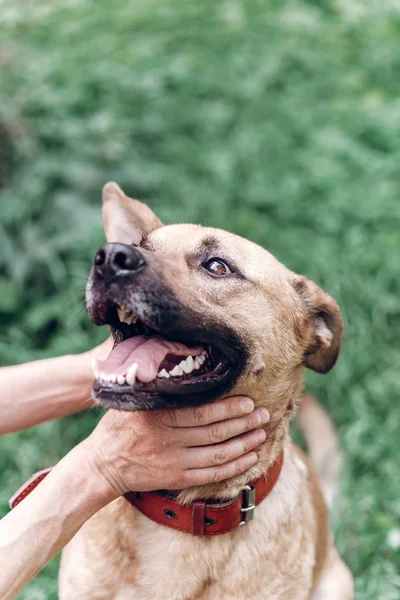 Propietaria femenina jugando con perro — Foto de Stock