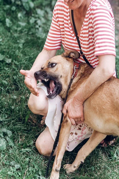 Собака кусает хозяина — стоковое фото