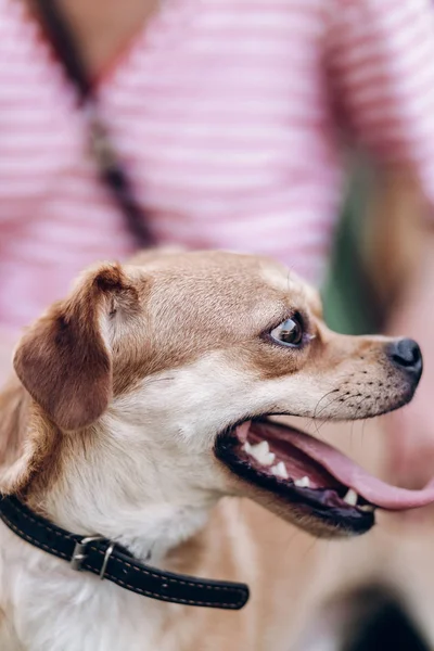 Dog with tongue sticking out — Stock Photo, Image
