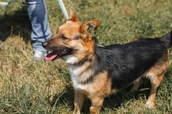 Tatlı Alman çoban köpeği.