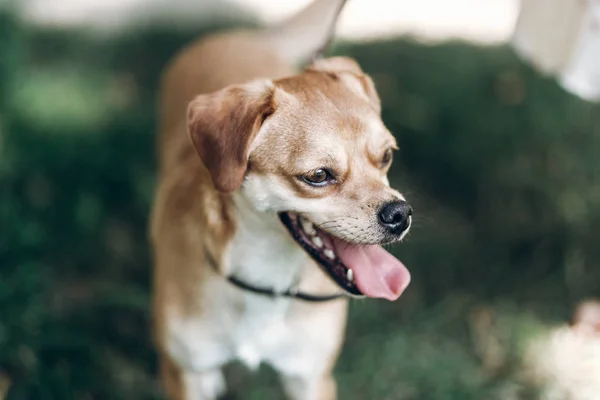 Perro marrón con la lengua fuera — Foto de Stock