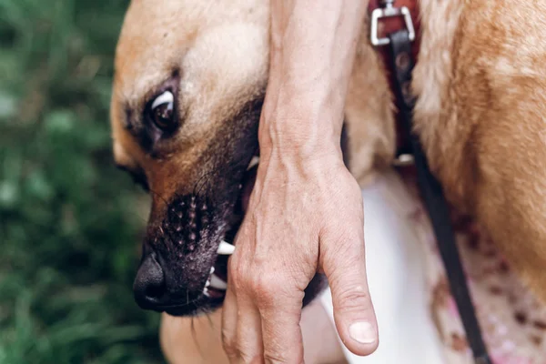 Dog pretending to bite hand — Stock Photo, Image