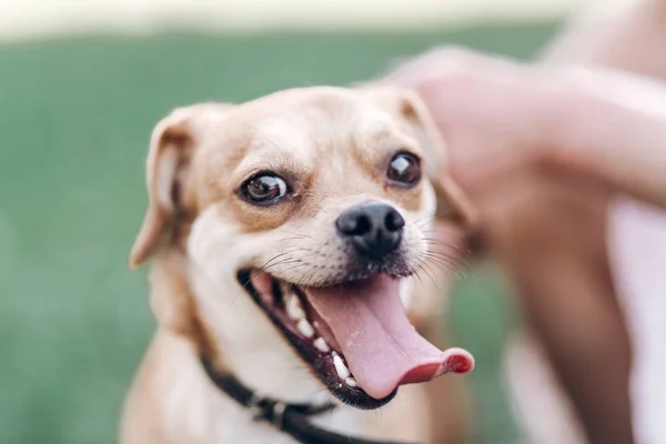 Dog with tongue sticking out — Stock Photo, Image