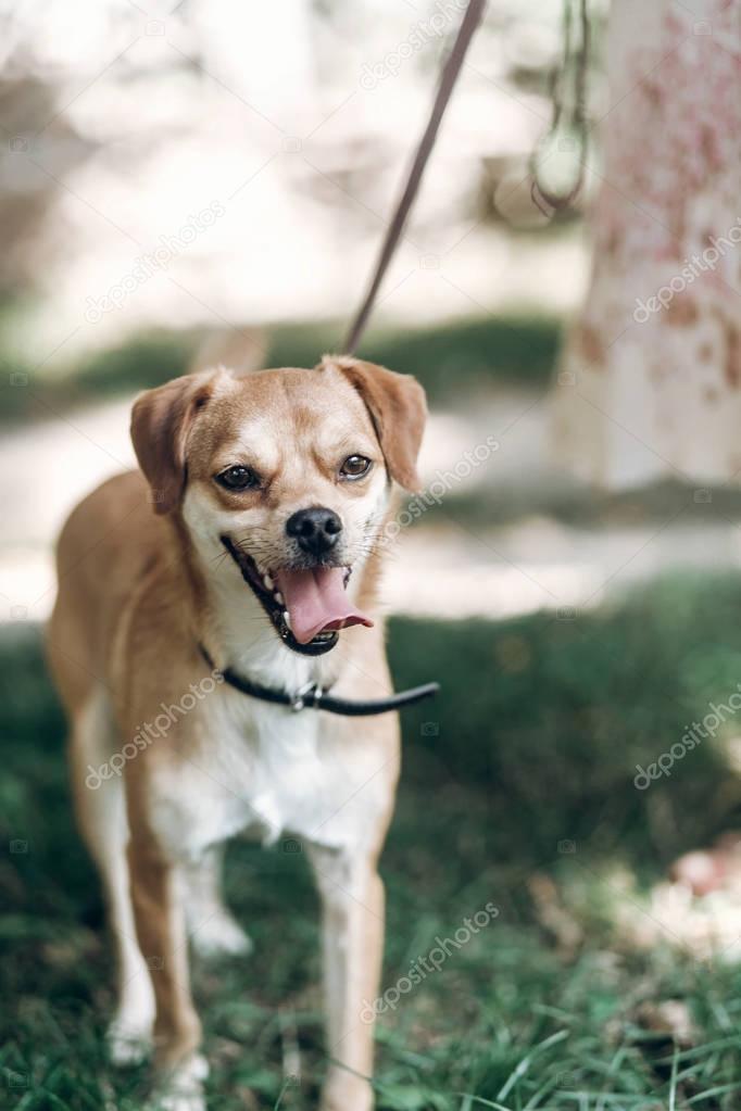 dog breathing heavily outdoors