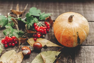 sonbahar yaprakları ve meyveleri ile kabak