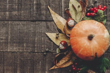 kabak, yaprakları ve meyveleri