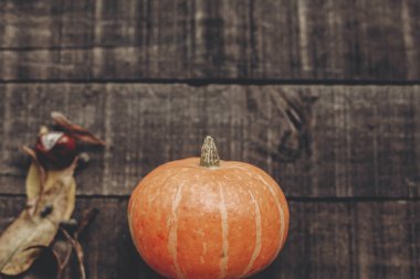 balkabağı ve sonbahar yaprakları