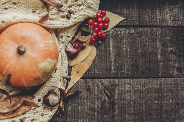 Beyaz kazak, yaprakları ve kabak