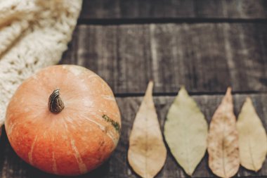 Beyaz kazak, yaprakları ve kabak