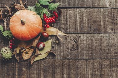 kabak, yaprakları ve meyveleri