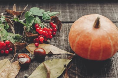 Sonbahar doğa arkaplanı 