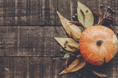 kabak, yaprakları ve meyveleri