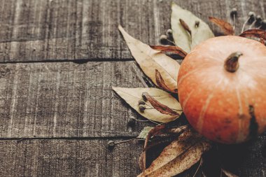 Sonbahar doğa arkaplanı 