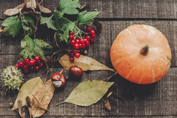 sonbahar yaprakları ve meyveleri ile kabak
