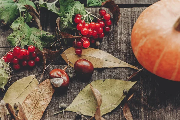 sonbahar yaprakları ve meyveleri ile kabak