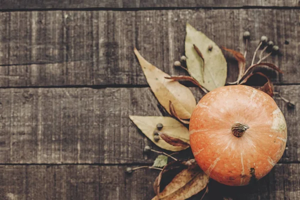 kabak, yaprakları ve meyveleri