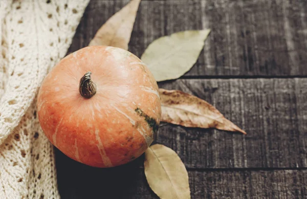 Beyaz kazak, yaprakları ve kabak