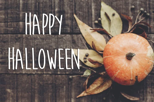 kabak, yaprakları ve meyveleri