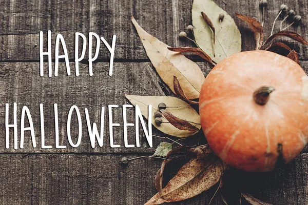 kabak, yaprakları ve meyveleri