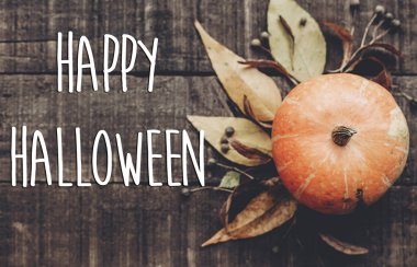 kabak, yaprakları ve meyveleri