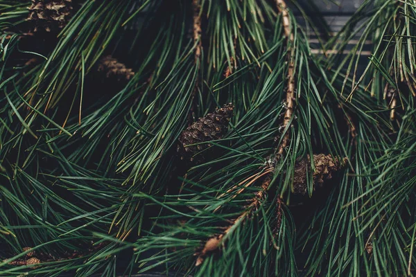 ramas de árbol de Navidad con piñas