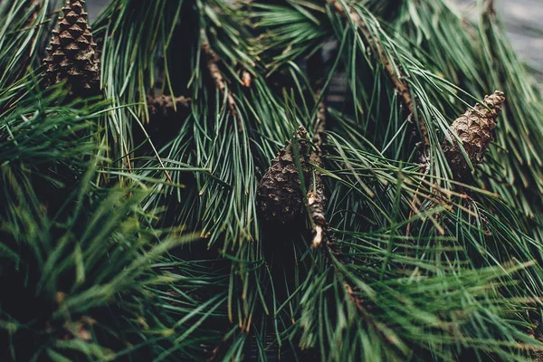 Kerstboom takken met denneappels — Stockfoto