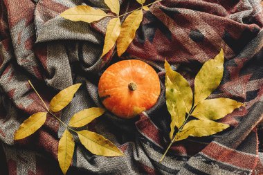 Mutlu Cadılar Bayramı veya Şükran düz yatıyordu. sonbahar kabak 