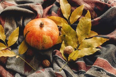 sonbahar renkli yaprakları ve ceviz ile kabak 