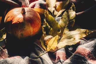 sonbahar renkli yaprakları ve şık eşarp üzerinde ceviz ile kabak
