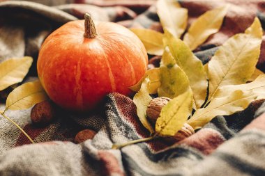 Mutlu Cadılar Bayramı ya da Şükran günü. sonbahar kabak 