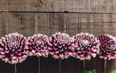 düz lay mor dahlias ile