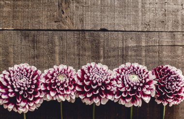 Yıldızçiçekleri ahşap arka plan üzerinde