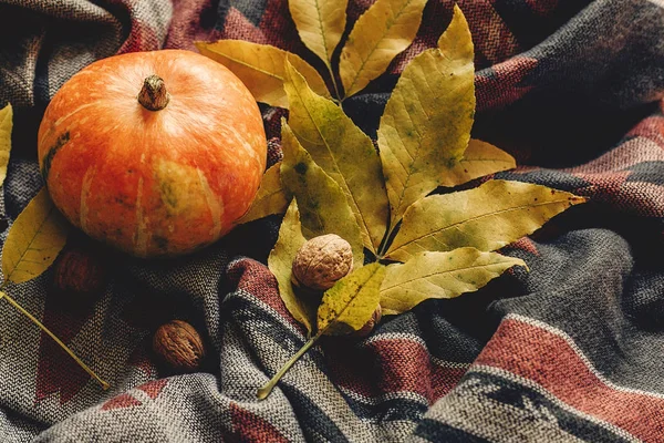 Őszi színes levelek és dióval tök — Stock Fotó