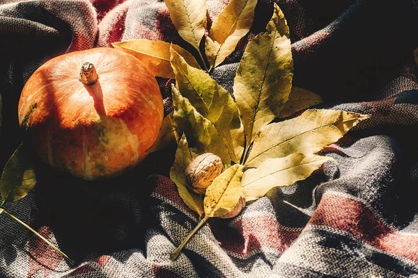 Dynia z kolorowych liści i orzechy włoskie jesień — Zdjęcie stockowe