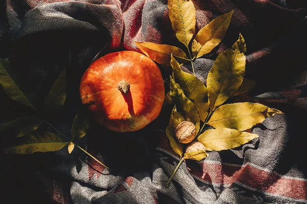 Mutlu Cadılar Bayramı veya Şükran düz yatıyordu. sonbahar kabak 
