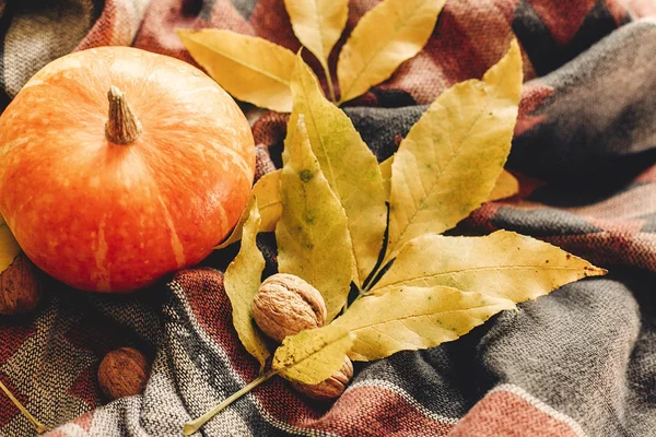 sonbahar renkli yaprakları ve ceviz ile kabak 