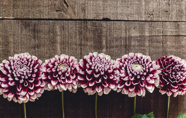 düz lay mor dahlias ile