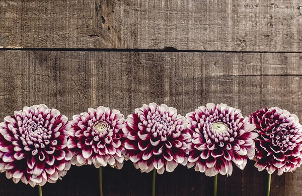 Yıldızçiçekleri ahşap arka plan üzerinde