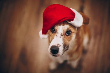 sevimli köpek Noel Baba şapkası