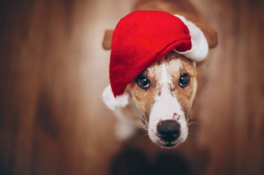 sevimli köpek Noel Baba şapkası