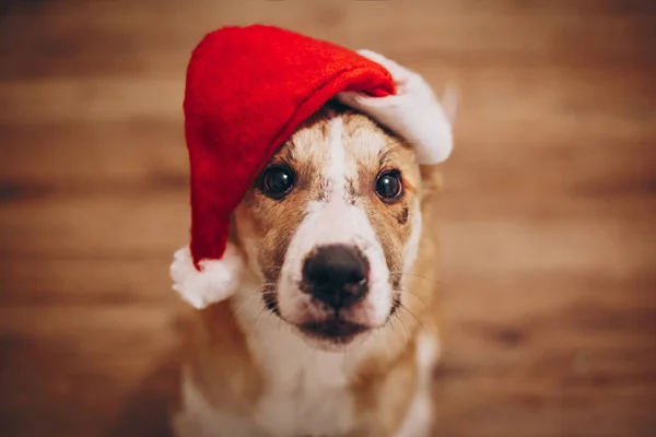 Roztomilý pes v santa hat — Stock fotografie