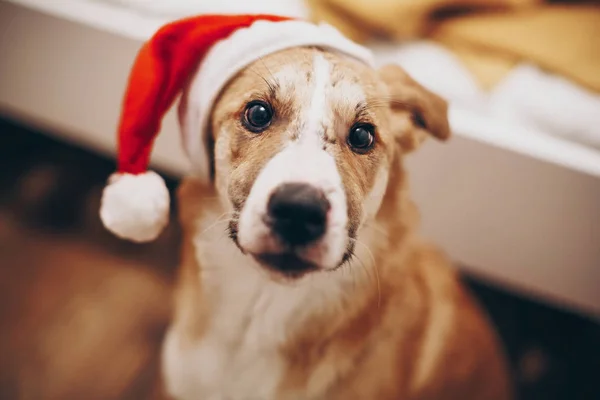 Roztomilý pes v santa hat — Stock fotografie
