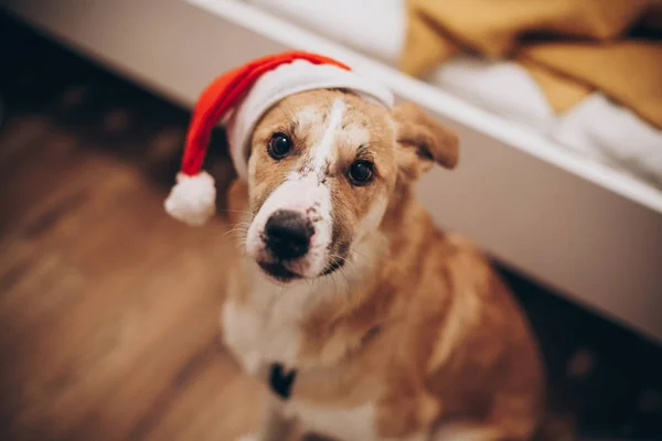 Lindo perro en Santa sombrero —  Fotos de Stock