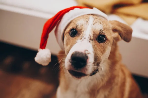 Ładny pies w santa hat — Zdjęcie stockowe