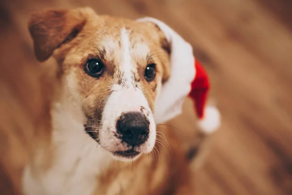 Ładny pies w santa hat — Zdjęcie stockowe