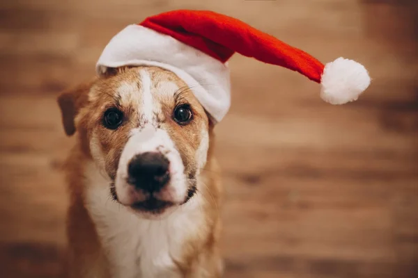 Roztomilý pes v santa hat — Stock fotografie