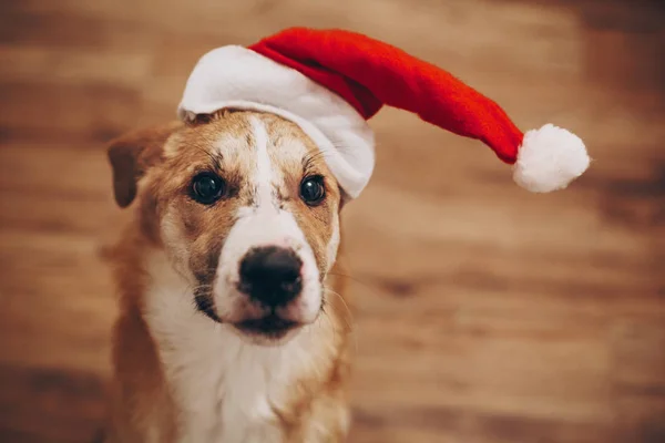 Ładny pies w santa hat — Zdjęcie stockowe