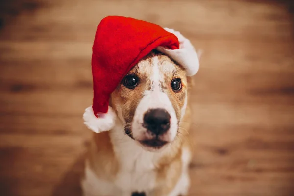 Ładny pies w santa hat — Zdjęcie stockowe
