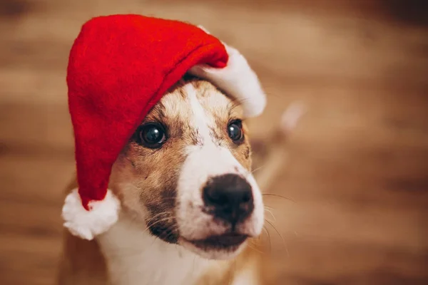 Ładny pies w santa hat — Zdjęcie stockowe